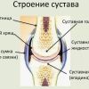 Суставы: структура, функции и распространённые патологии