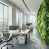 Офисное озеленение: преимущества и влияние на рабочую среду